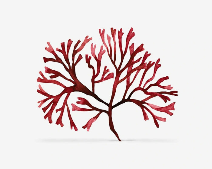 Extract van Chondrus crispus
